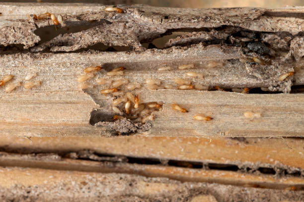  Rhinelander, WI Pest Control Pros