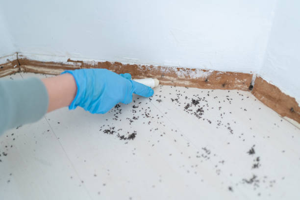 Best Best Pest Control Companies  in Rhinelander, WI
